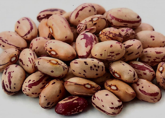 organic-pinto-beans-wholesale